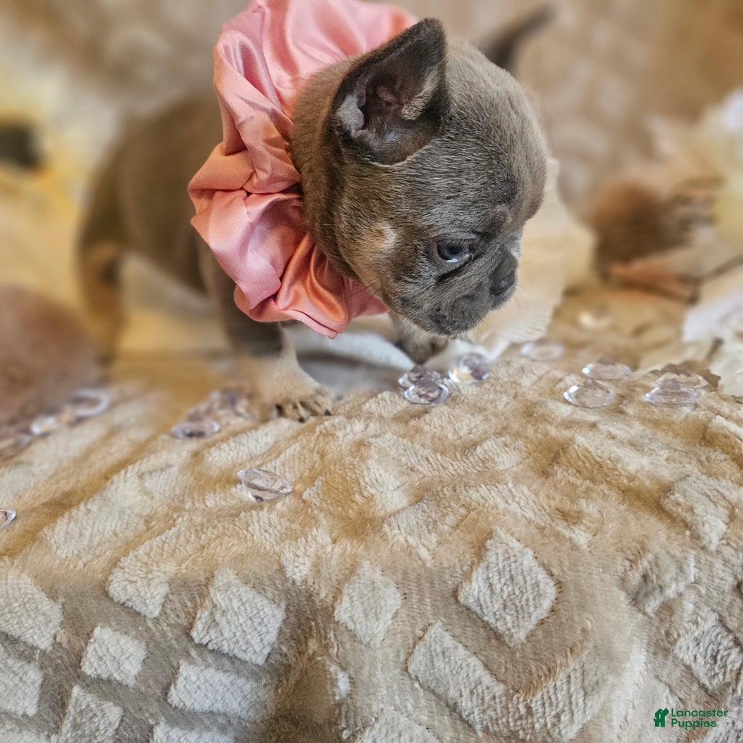 French Bulldog dogs for sale: Velour AKC Fluffy Carrier  - Ad 27