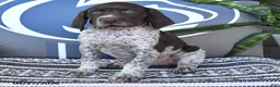 German Shorthaired Pointer dogs for sale: Cassie   - Ad 4