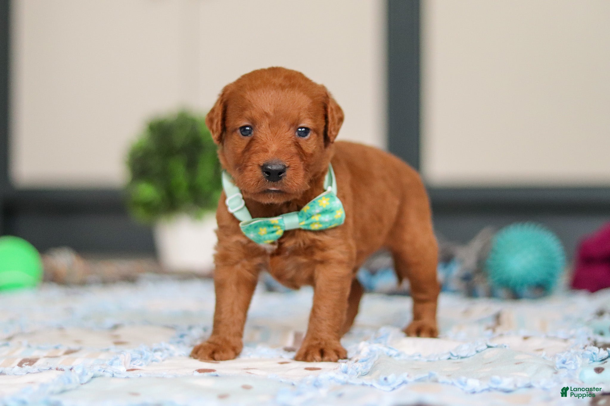 Labradoodle dogs Scout - Ad 1