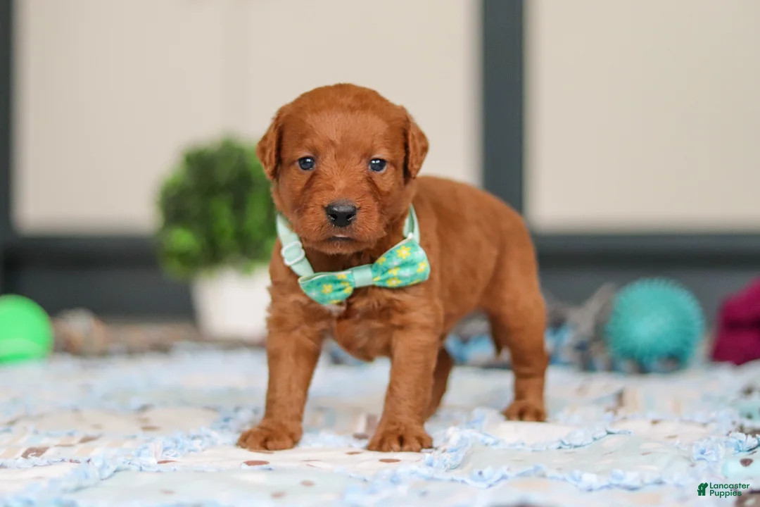 Labradoodle dogs for sale: Scout - Ad 1