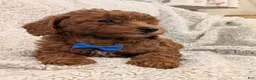 Miniature Poodle dogs for sale: Brody - Ad 8