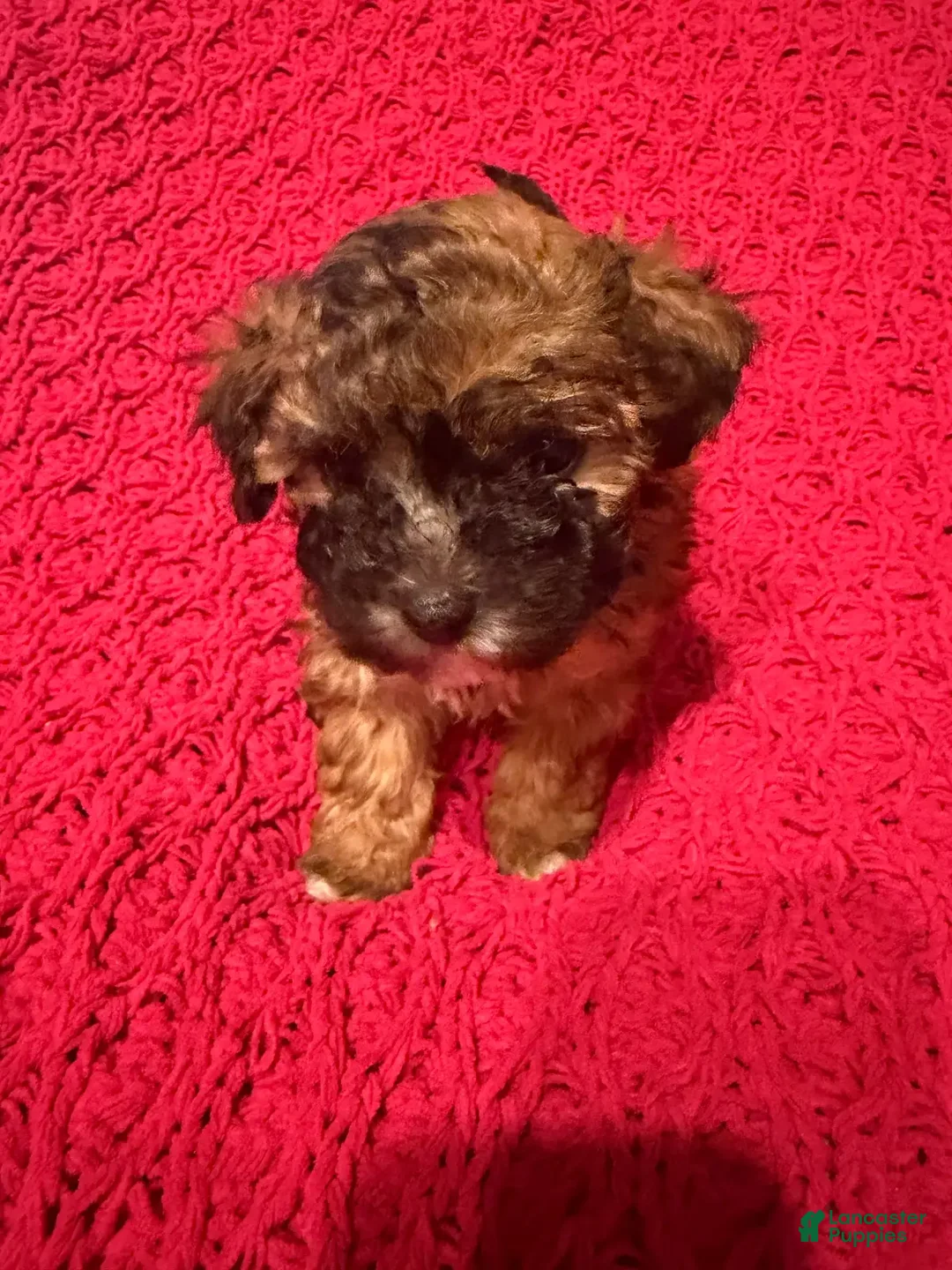 Mixed Breed dogs for sale: Hershey - Ad 2