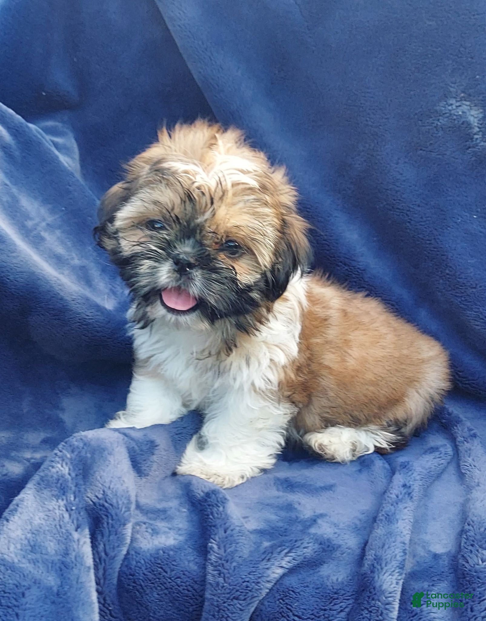 Shih Tzu dogs BETTY - Ad 1
