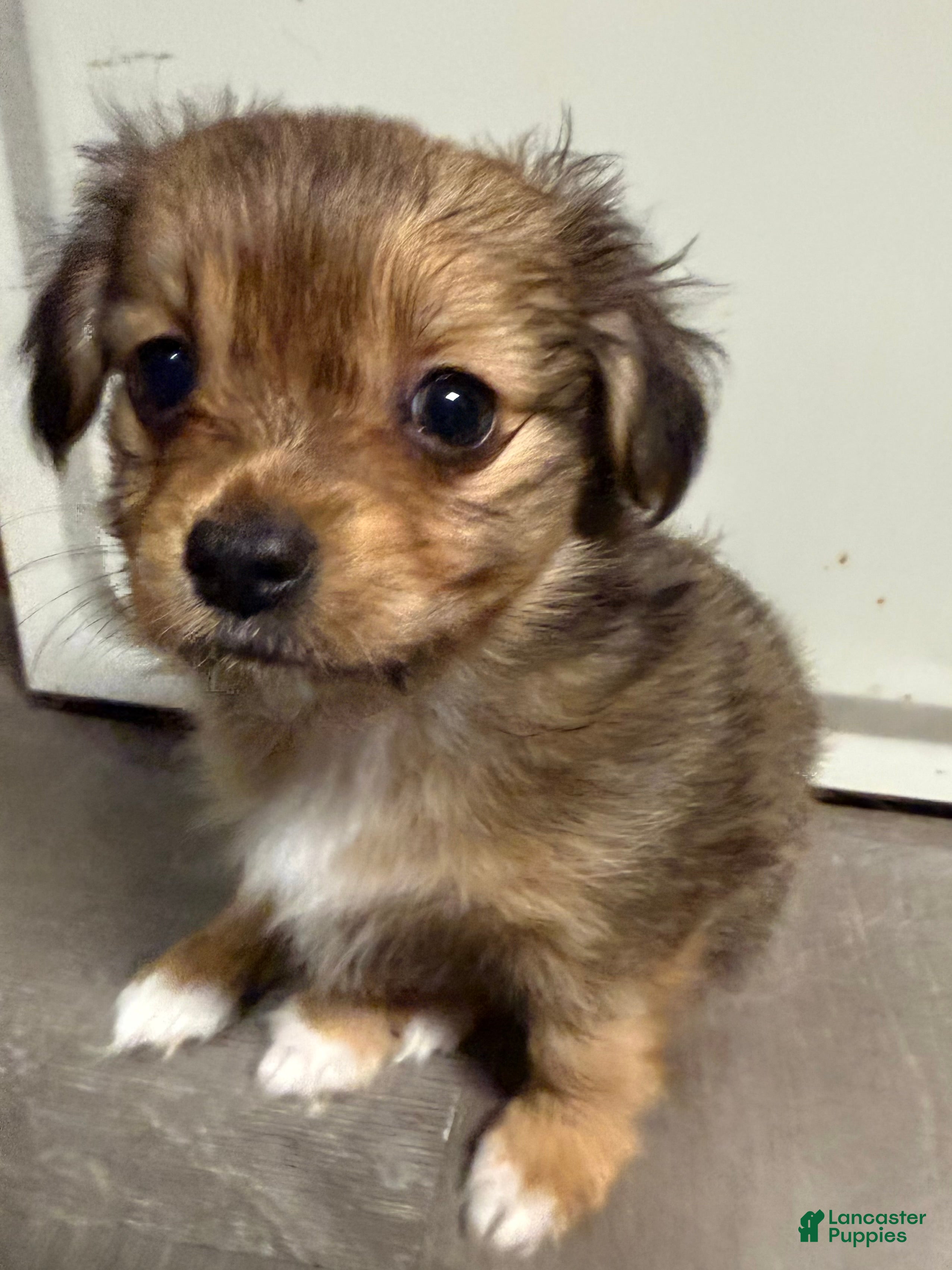 Mixed Breed dogs Sable little teddy bear  - Ad 15