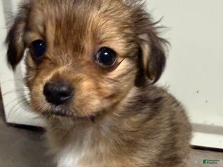 Mixed Breed dogs Sable little teddy bear - Ad 34