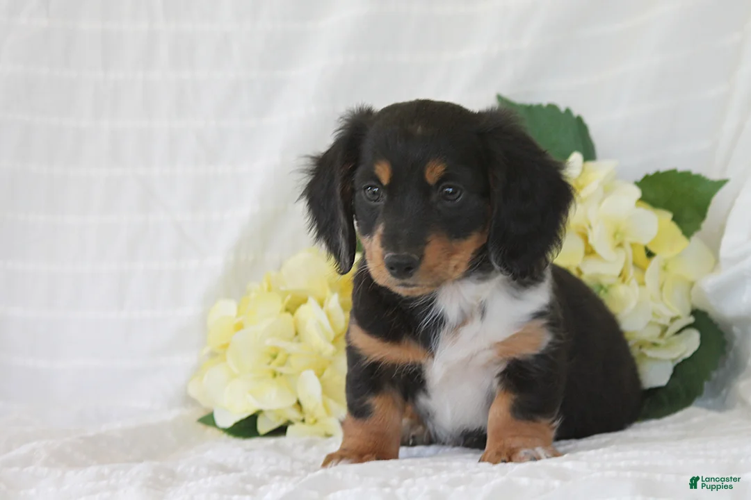 Dachshund dogs for sale: Ollie - Ad 1