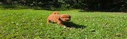 Goldendoodle dogs for sale:  Louie - Ad 4