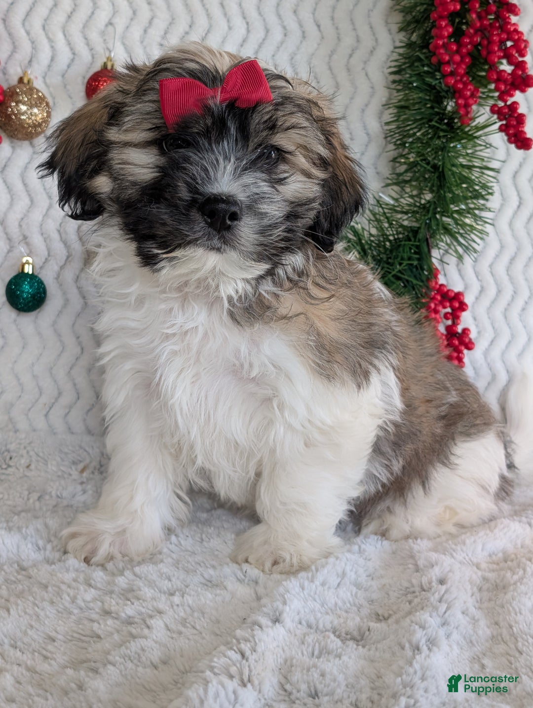 Teddy Bear dogs for sale: Loki - Ad 7