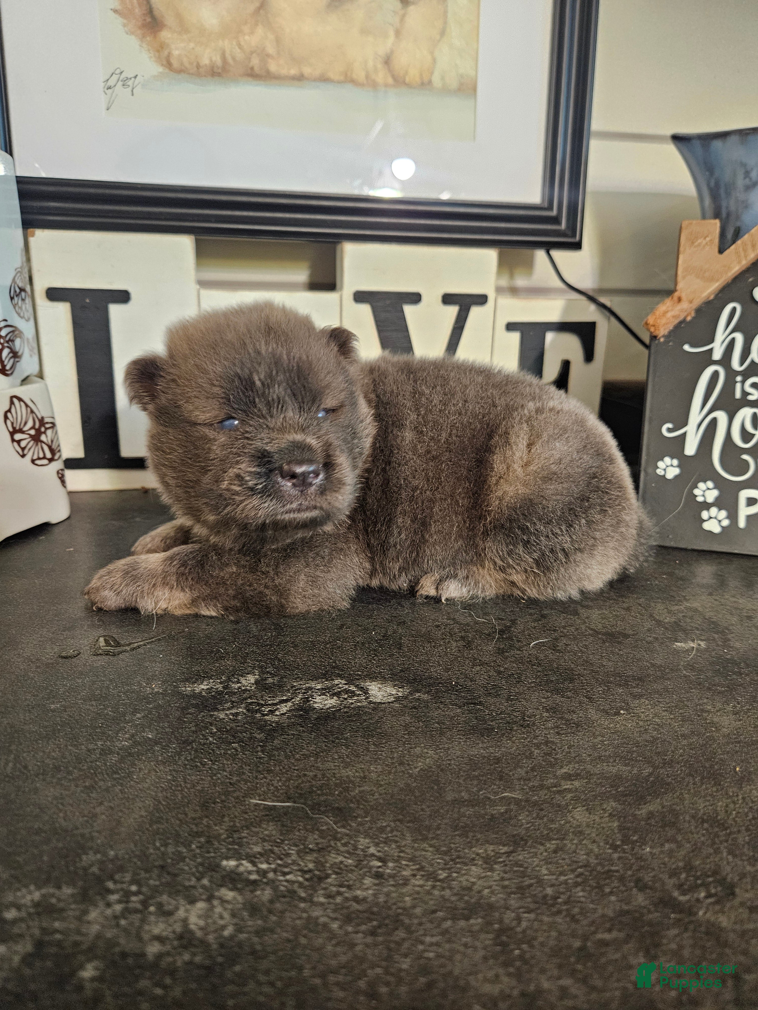 Chow Chow dogs Chow Chow 3 - Ad 1