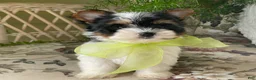 Biewer Terrier dogs for sale: Whisper - Ad 28