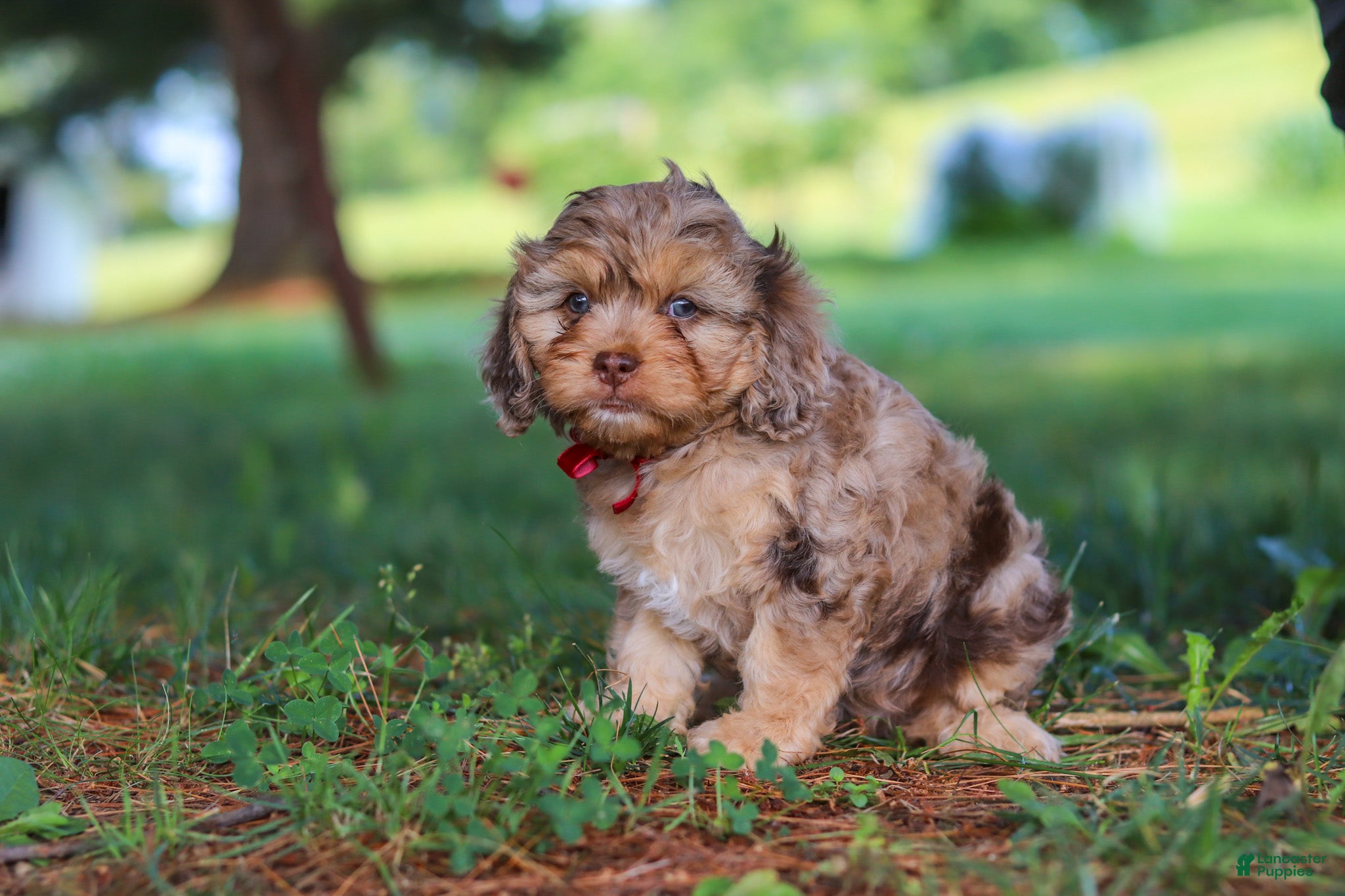 Cavapoo dogs Chico - Ad 2