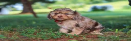 Cavapoo dogs for sale: Chico - Ad 2