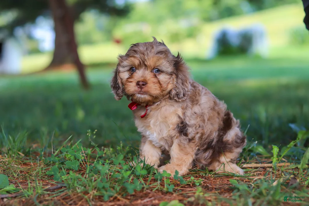 Cavapoo dogs for sale: Chico - Ad 2