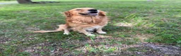 Mixed Breed dogs for sale: Willow - Ad 11