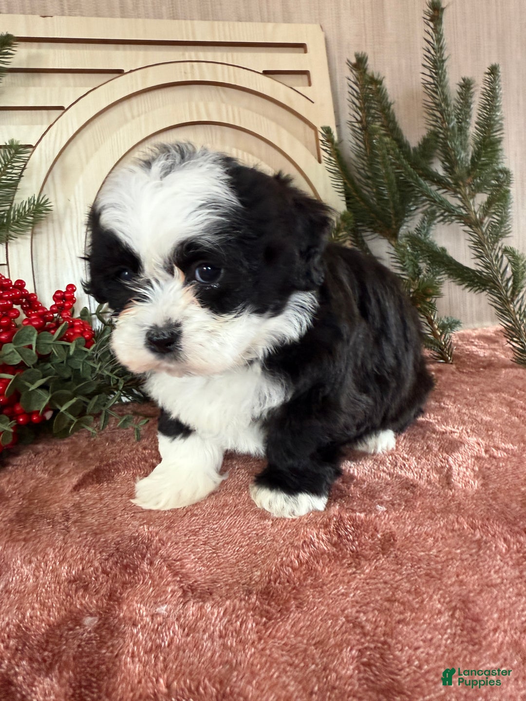 Teddy Bear dogs for sale: Stella - Ad 8