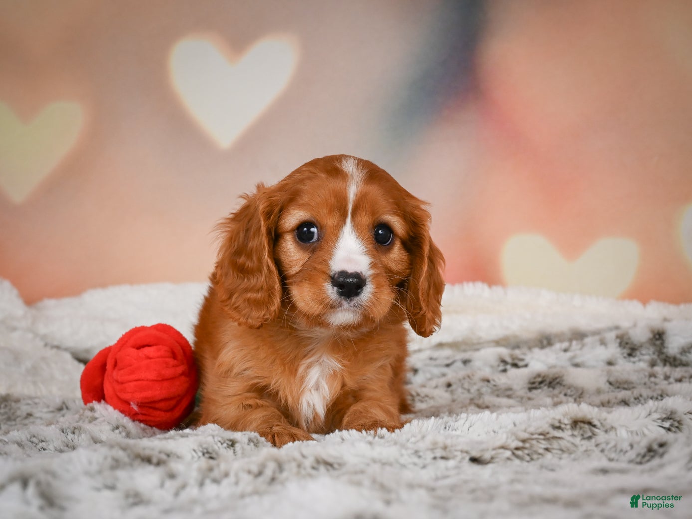 Cavapoo dogs for sale: DUKE - Ad 1
