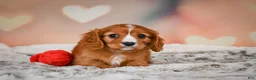Cavapoo dogs for sale: DUKE - Ad 1