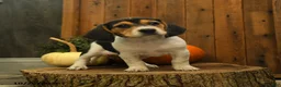 Beagle dogs for sale: Kit kat - Ad 5