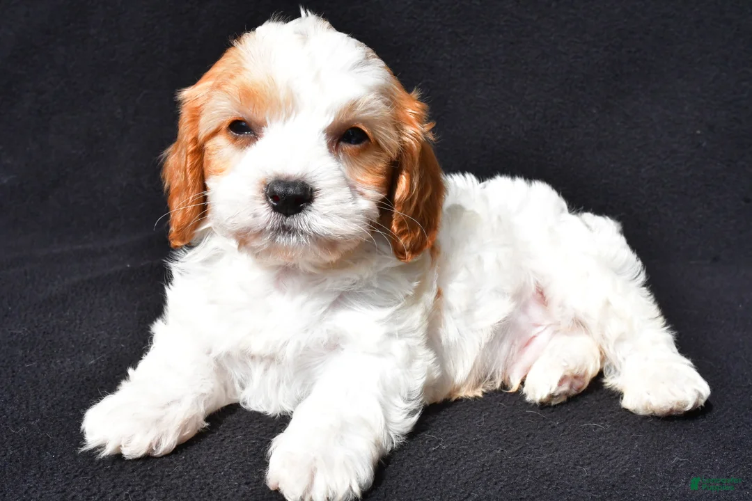 Cavapoo dogs for sale: Connor - Ad 1