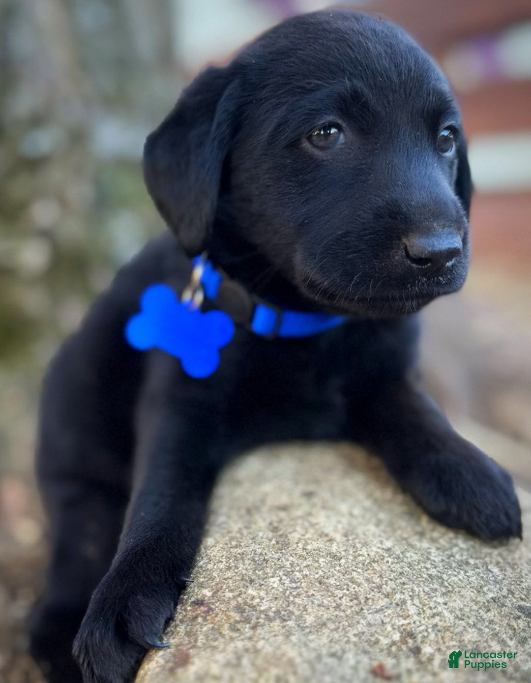 Labrador Retriever dogs for sale: Labrador Retriever Puppy 1 - Ad 13