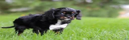 Cavalier King Charles Spaniel dogs for sale: Jackson - Ad 5