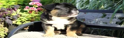 French Bulldog dogs for sale: Panda - Ad 4