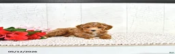 Miniature Poodle dogs for sale: Ranae - Ad 9