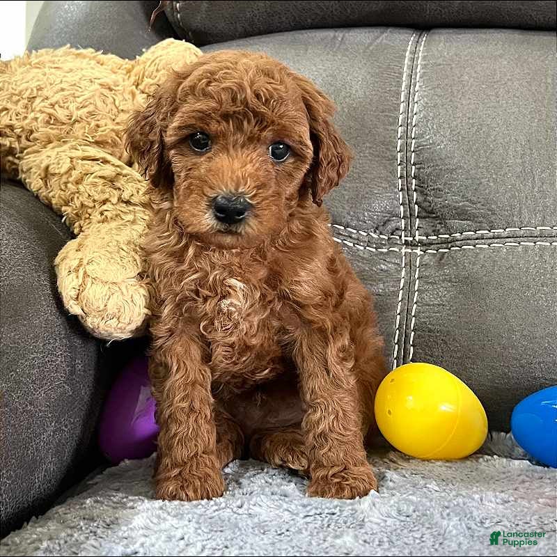 Mini Goldendoodle dogs Remy (Micro Mini Boy) - Ad 1