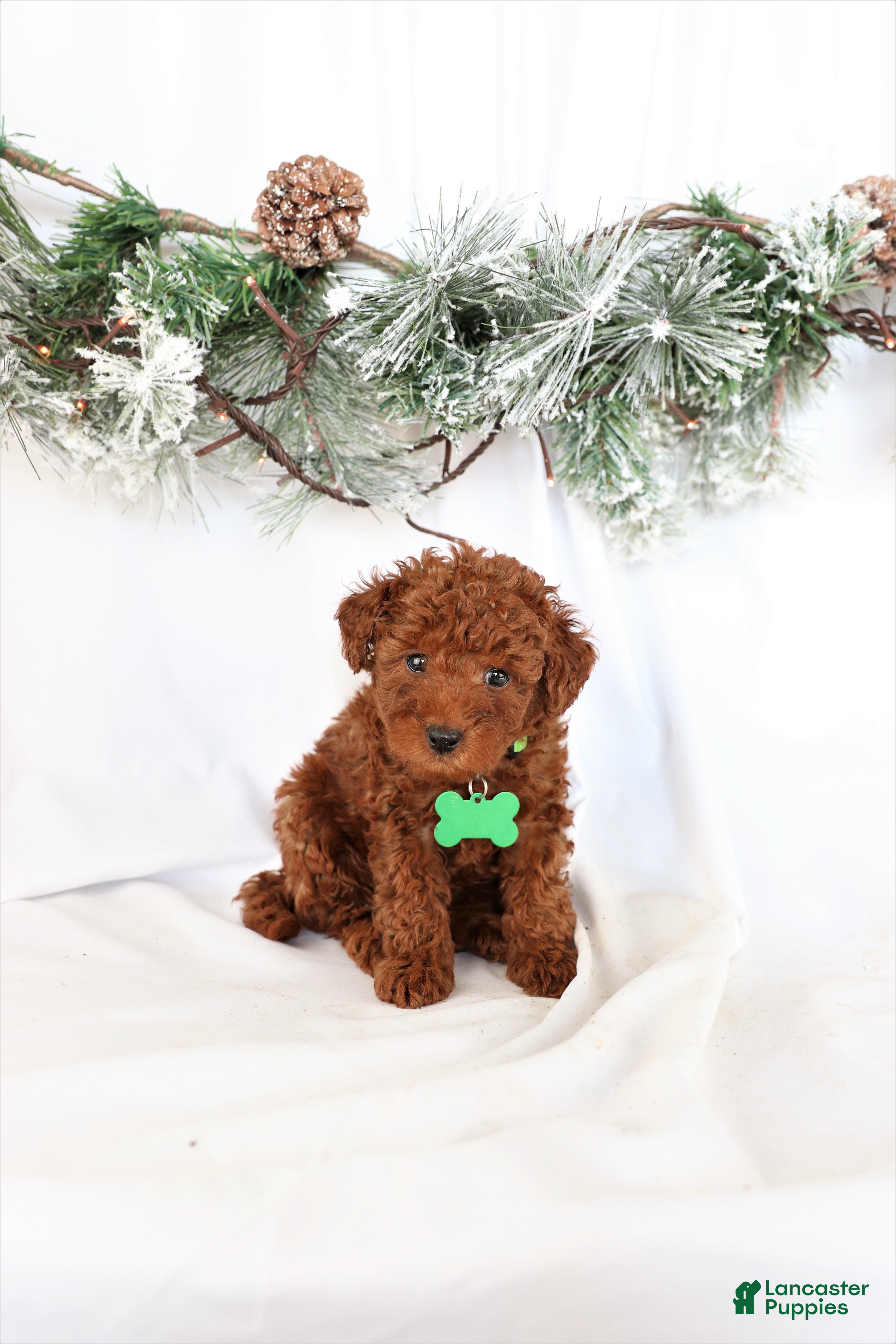 Miniature Poodle dogs for sale: Peterson - Ad 1