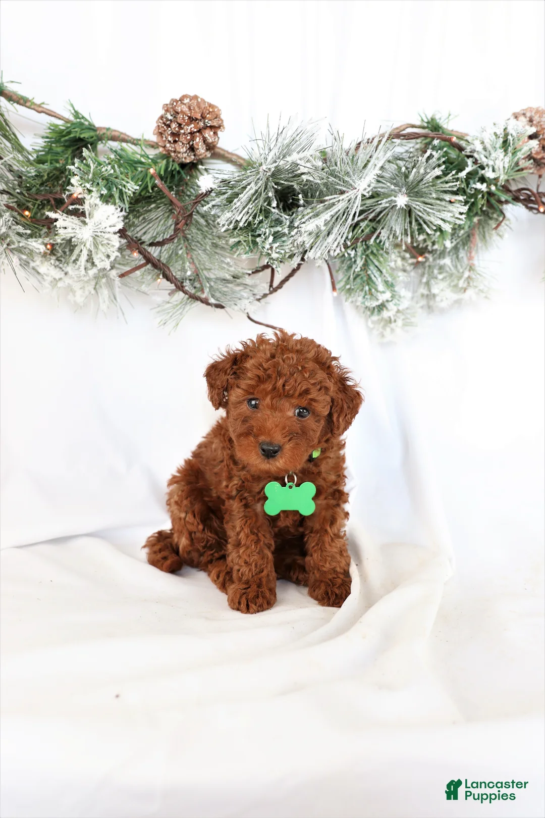 Miniature Poodle dogs for sale: Peterson - Ad 1