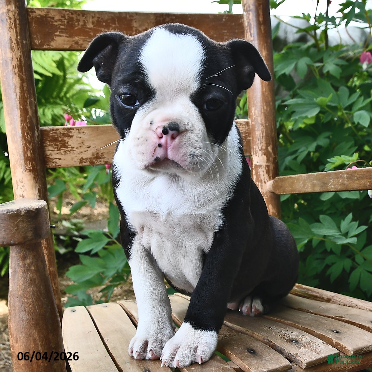 Boston Terrier dogs for sale: Lacey - Ad 4