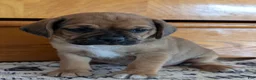 Puggle dogs for sale: Kenny  - Ad 11