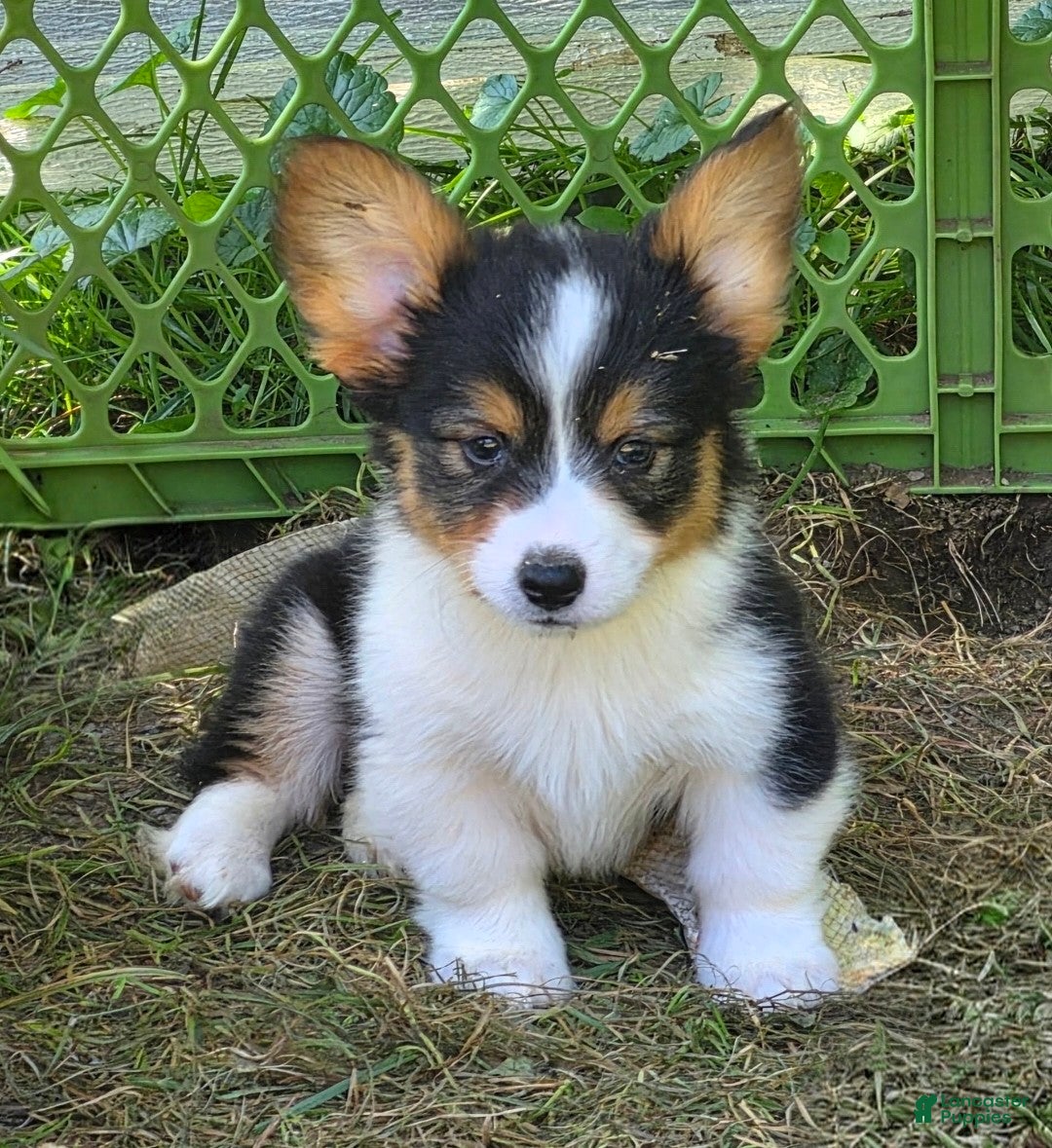 Welsh Corgi Pembroke dogs Duffy the fluffy - Ad 1