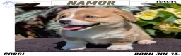 Welsh Corgi Pembroke dogs for sale: Namor  - Ad 1