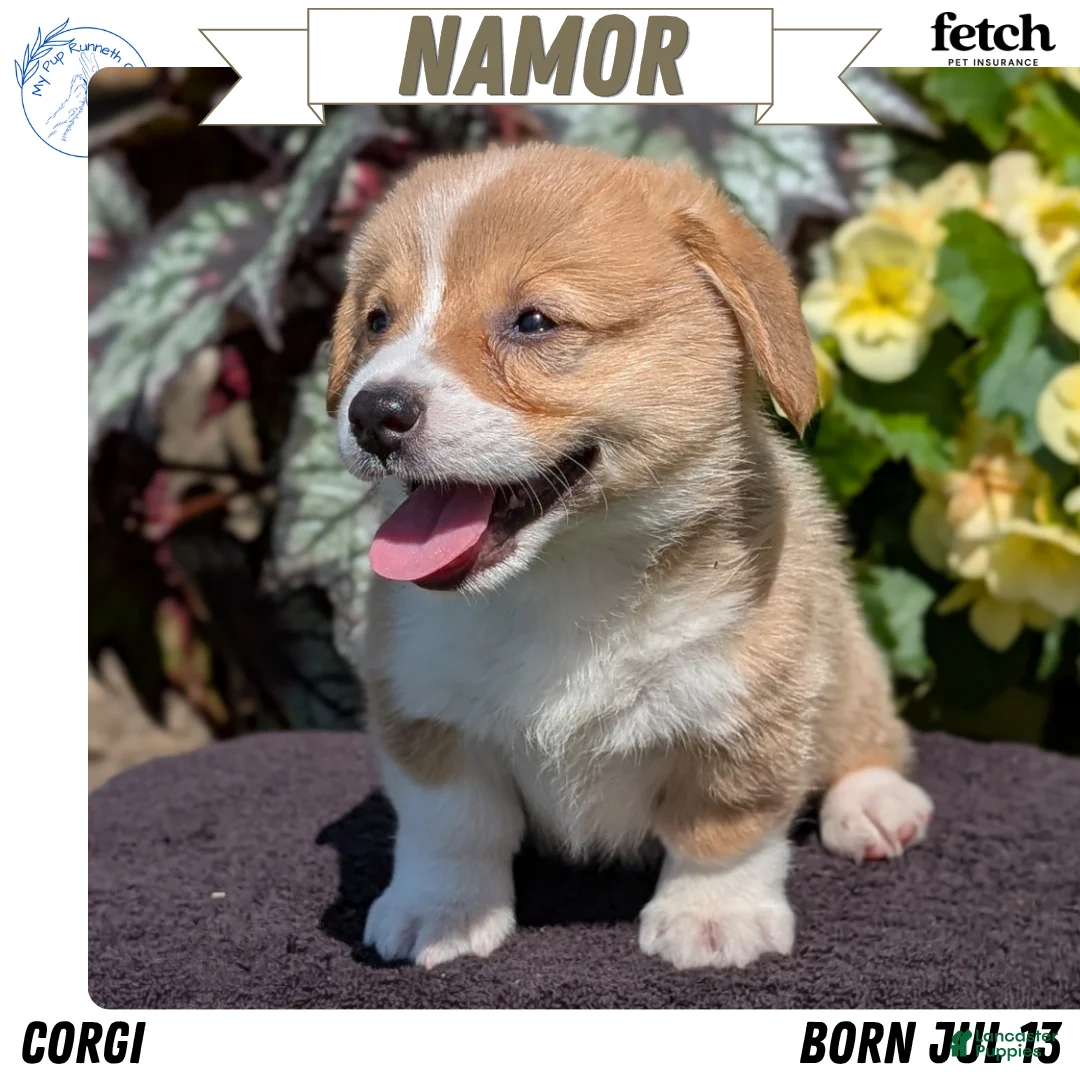 Welsh Corgi Pembroke dogs for sale: Namor  - Ad 1