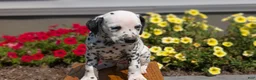 Dalmatian dogs for sale: Layla - Ad 6