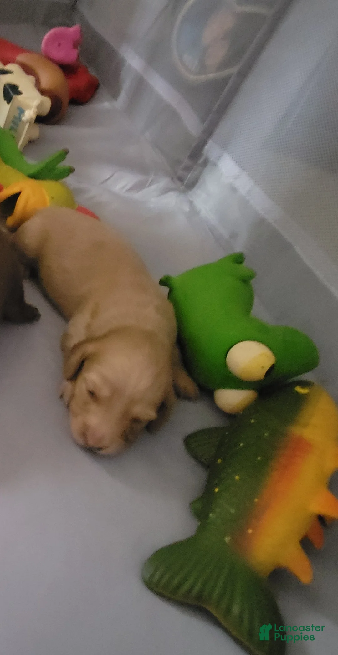 Miniature Dachshund dogs for sale: Miniature Dachshund Puppy 2 - Ad 1