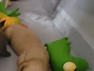 Miniature Dachshund dogs Miniature Dachshund Puppy 2 - Ad 21