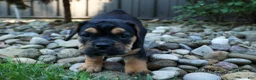 Beabull dogs for sale: Ace 🐶✨ - Ad 12
