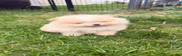 Pomeranian dogs for sale: Pomeranian Puppy 2 - Ad 6