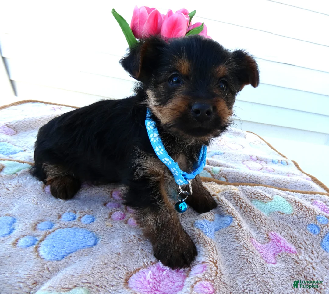 Yorkshire Terrier dogs for sale: Yorkshire Terrier Puppy 1 Tommy - Ad 2