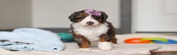 Mini Bernedoodle dogs for sale: Danica - Ad 4