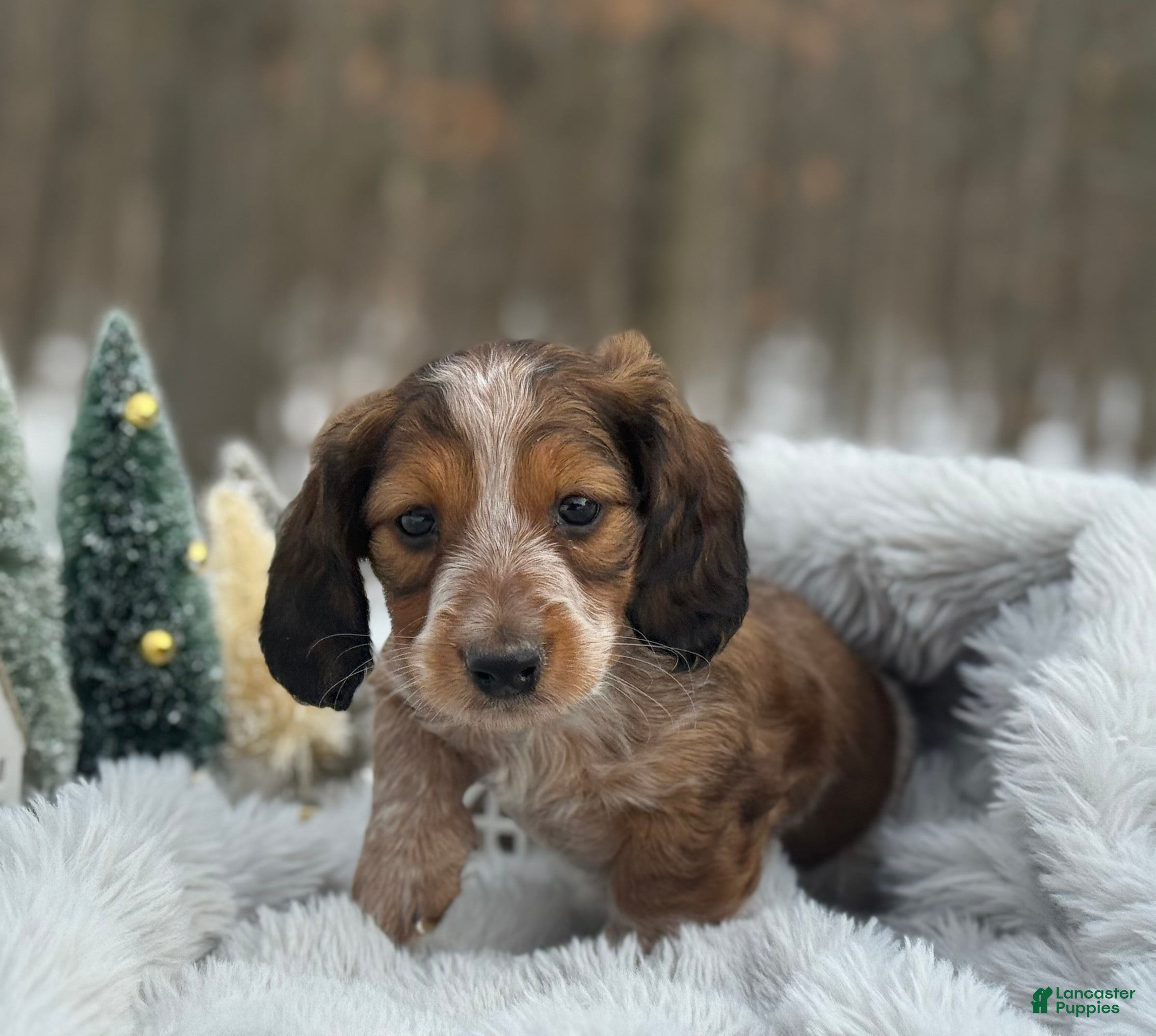 Miniature Dachshund dogs Mistletoe  - Ad 34