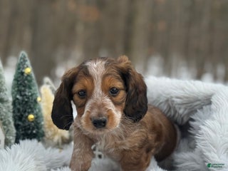 Miniature Dachshund dogs Mistletoe - Ad 6