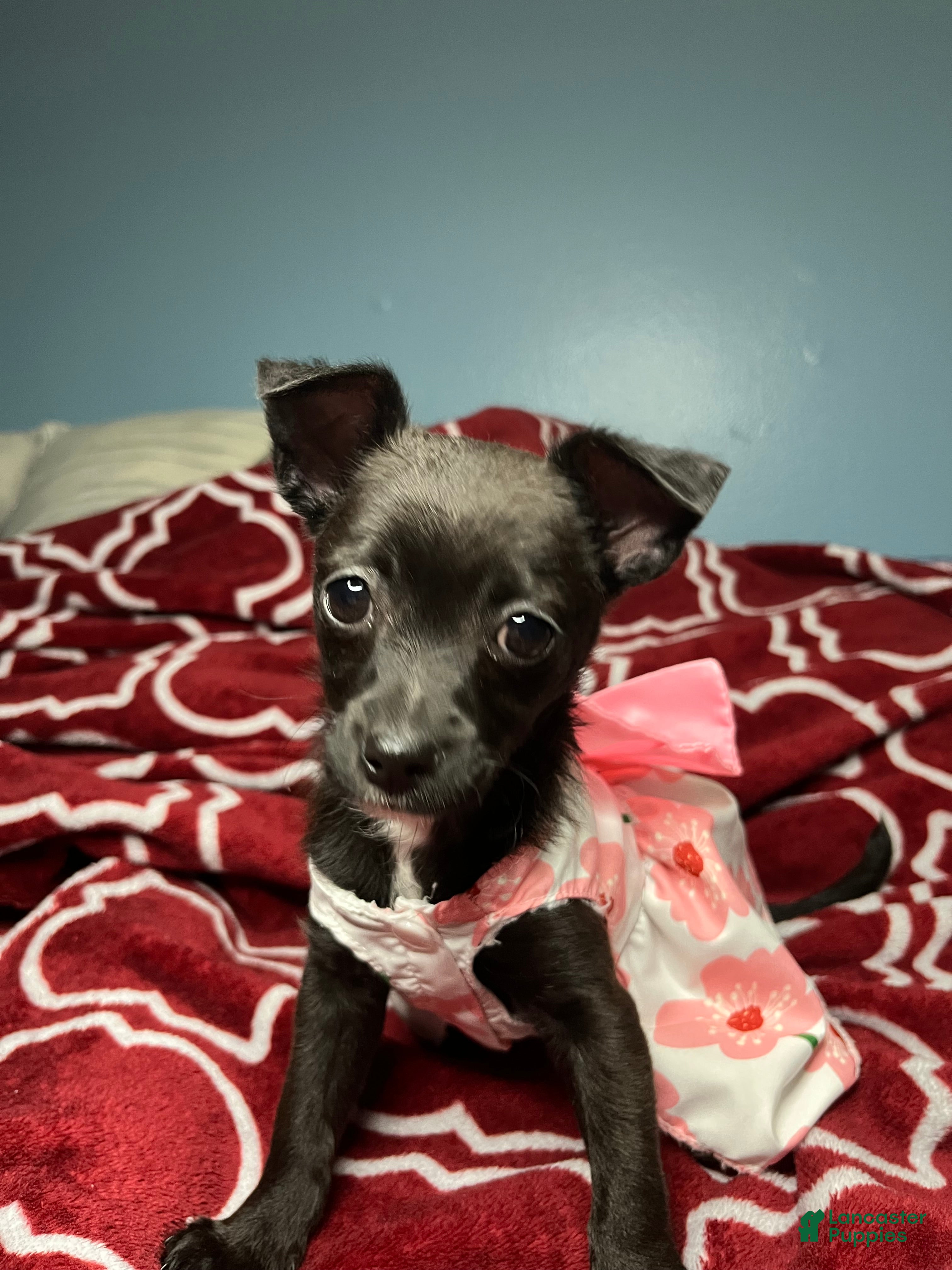 Chihuahua dogs for sale: 💞Chihuahua💞 - Ad 23
