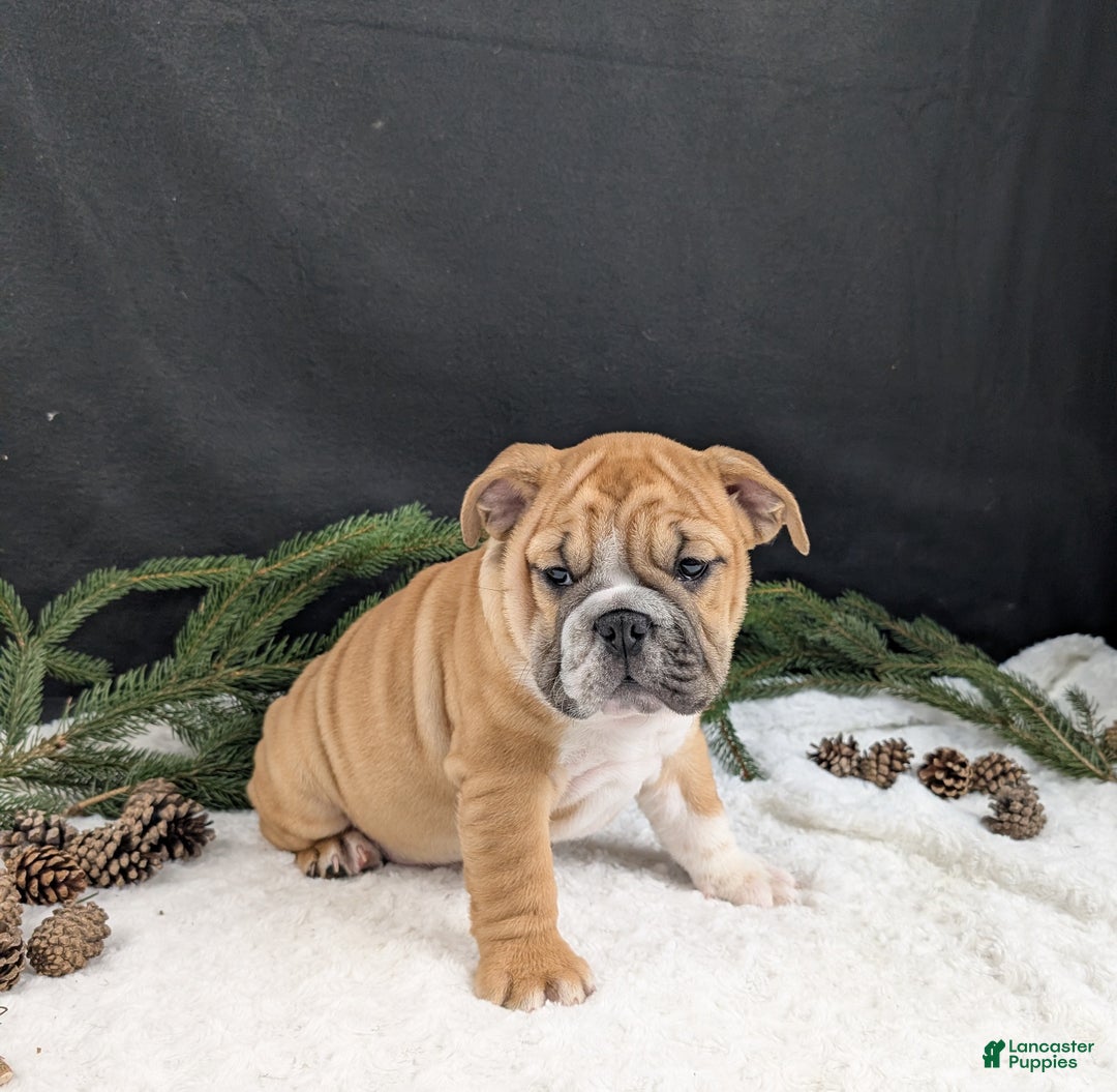 English Bulldog dogs for sale: Joy  - Ad 13