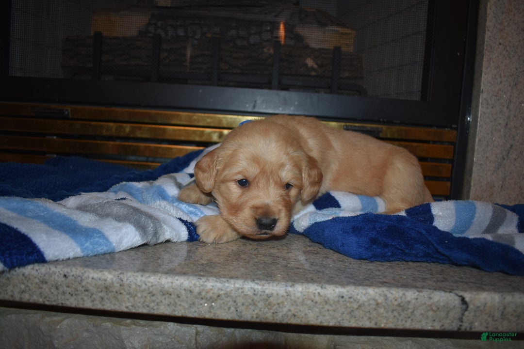 Golden Retriever dogs for sale: Ranger - Ad 5
