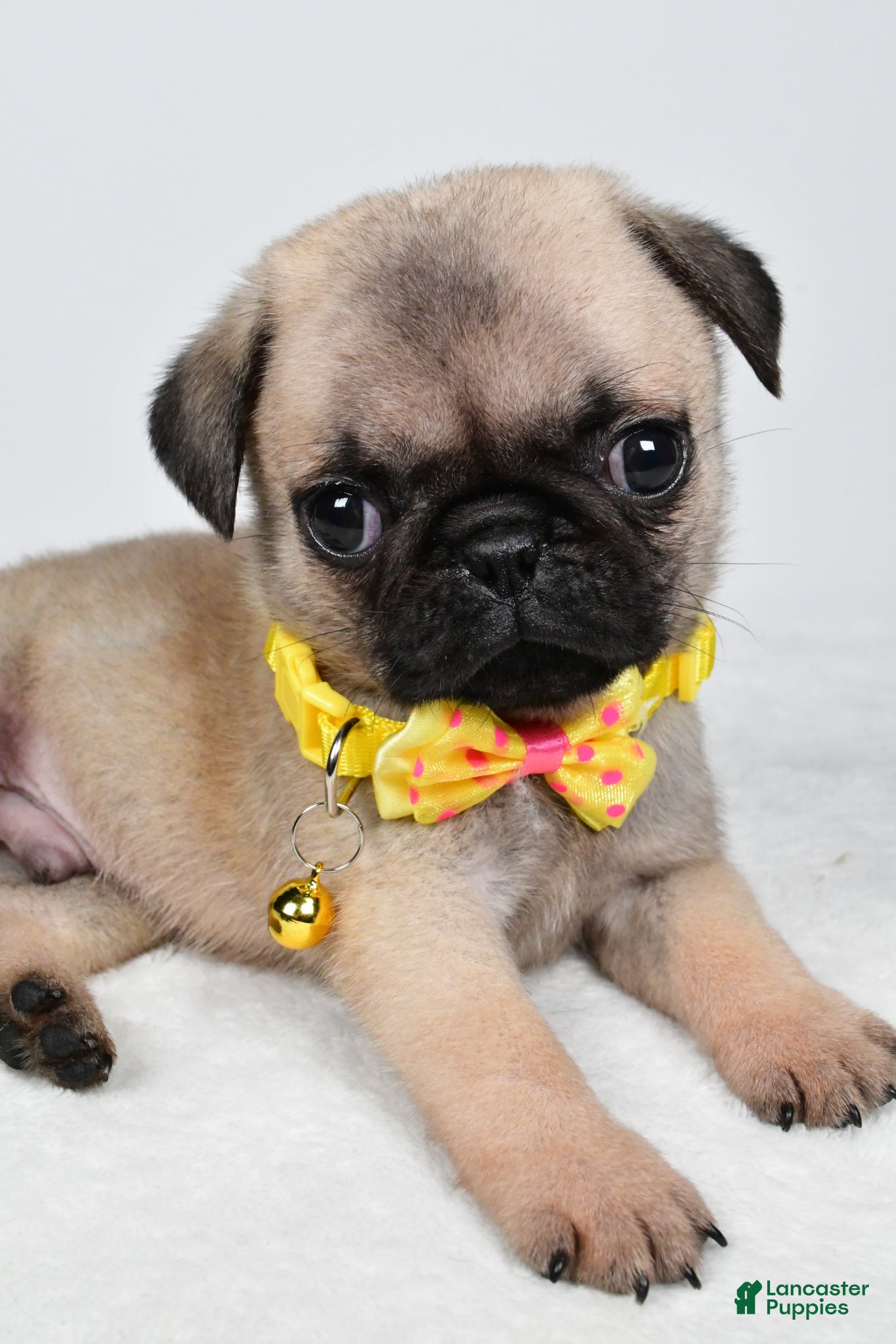 Pug dogs Archie - Ad 2