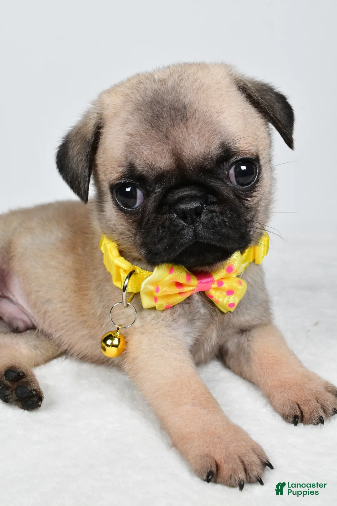 Pug dogs for sale: Archie - Ad 2