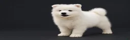 Samoyed dogs for sale: Cloud - Ad 11